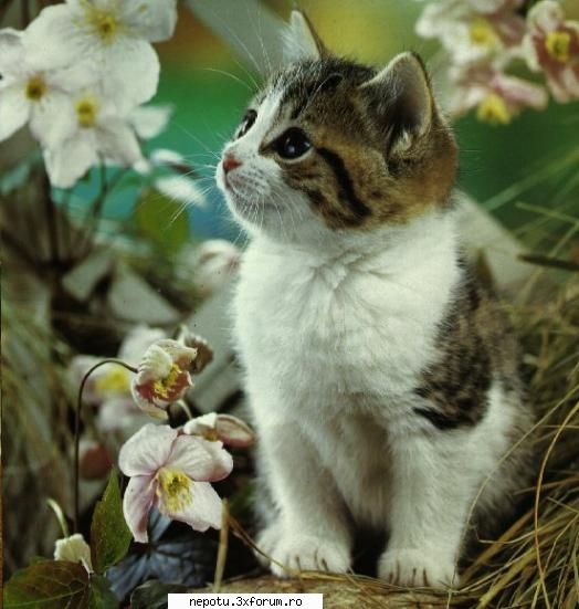 :) poze