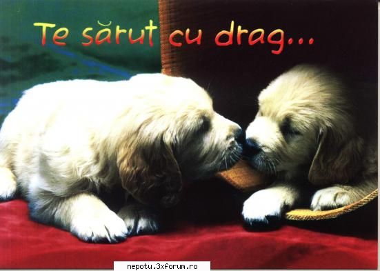 :d poze
