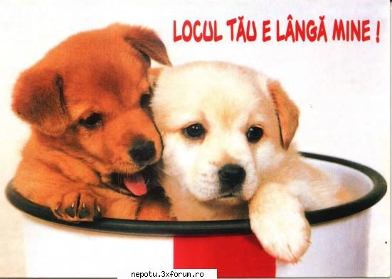 :limba: poze